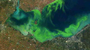 Satellite image, October 2011: The extent of the worst algae bloom seen on Lake Erie since the 70s (NOAA/NASA).