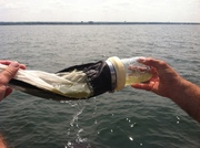 Scott Winkler with the Ohio EPA samples for algae in Lake Erie.
