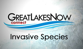 Great Lakes Now Connect: Invasive Species