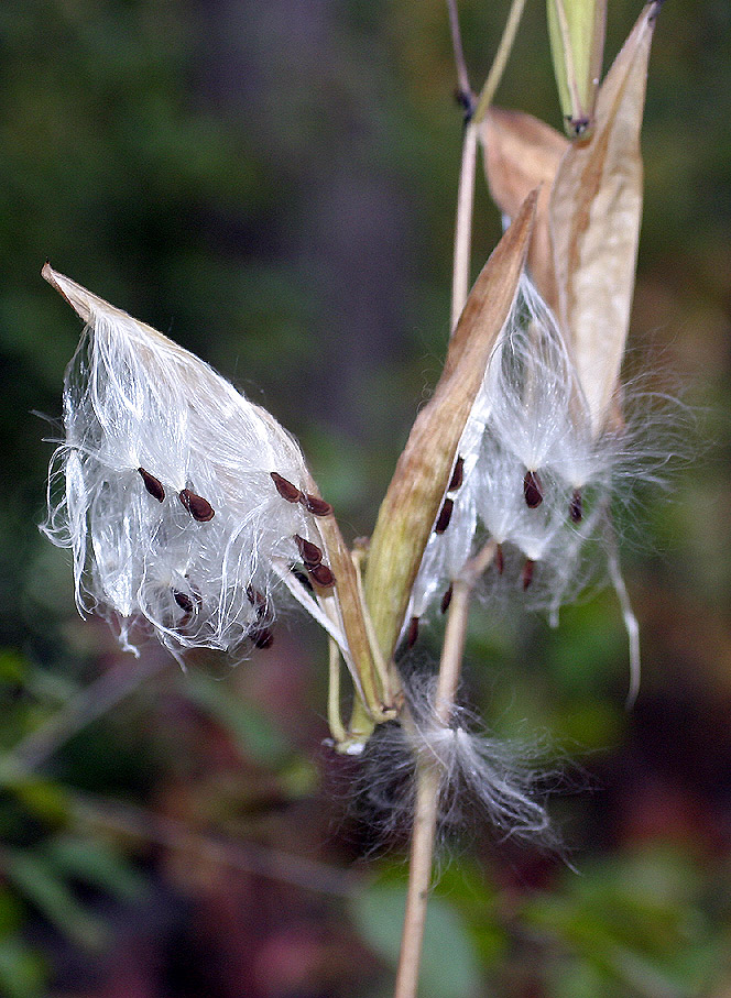 Milkweed pod and seeds