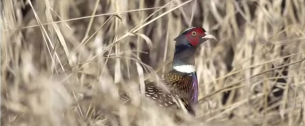 Michigan Pheasant Restoration Initiative
