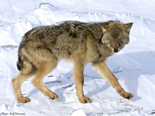 Great-Lakes-wolves-not-endangered