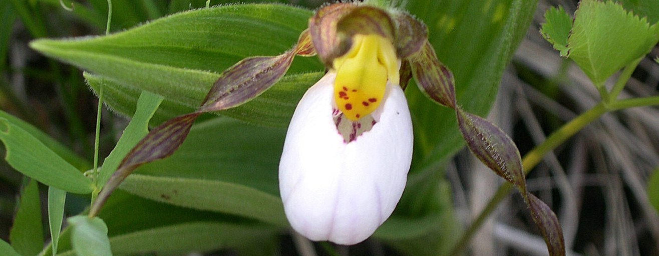 white lady slipper