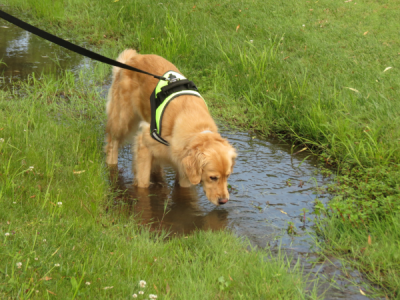 Great Lakes Today: Dogs sniff out pollution along Great Lakes
