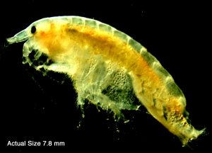 Amphipod Diporeia. Actual size 7.8 mm. Microphotograph taken by M. Quigley April 2000.