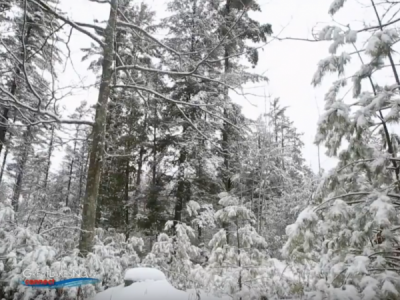 A Winter Walk in the Woods – Preserving our Forests and a Lumberjack’s Story