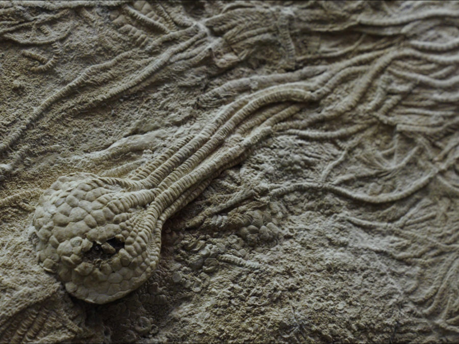 Fossil Finds Great Lakes coral and sea life remnants say much about