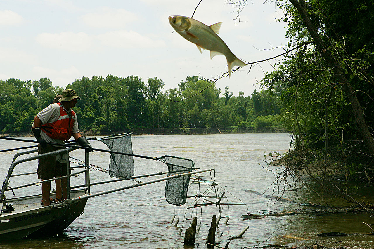 At Big Muddy National Fish & Wildlife Refuge in Missouri, an invasive Asian carp leaps high out of the water to escape biologists’ nets.