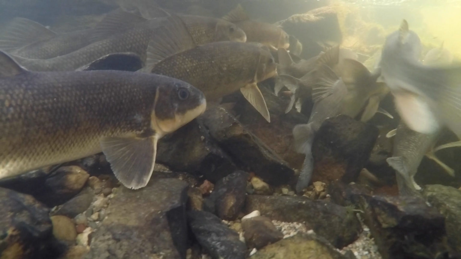 The Suckers: Great Lakes' “best supporting fishes” are important to the ...