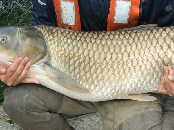 Grass Carp image courtesy of Fisheries and Oceans Canada/Pêches et Océans Canada