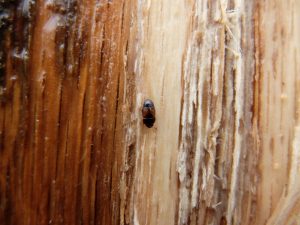 Beetles spreading Oak wilt