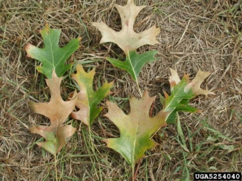 Oak wilt leaves effected