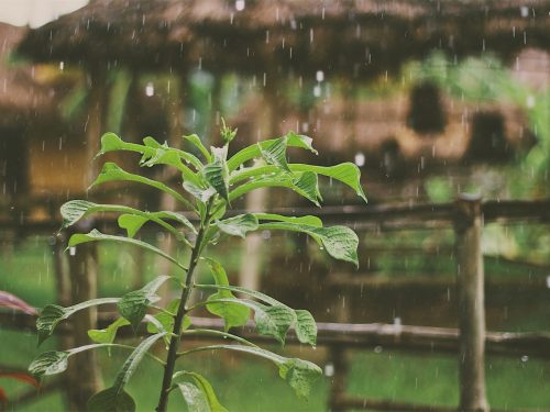 Rain falling on plant