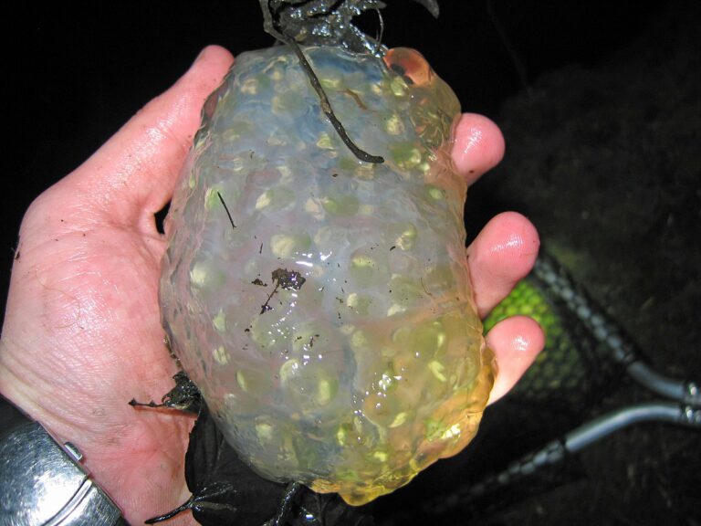 Northwestern_Salamanders_Eggs__Flickr__GregTheBusker Great Lakes Now