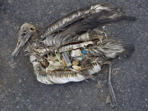 Stomach contents of a dead albatross, courtesy wikimedia via Creative Commons - Chris Jordan