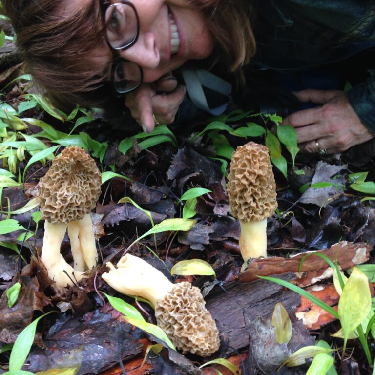 Morel Season Begins in the Great Lakes Great Lakes Now
