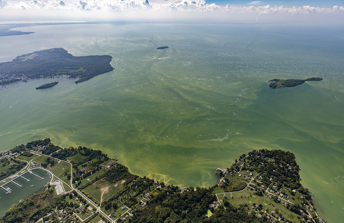 harmful algal bloom