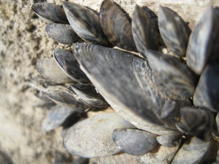 Lake Superior Zebra Mussels: “A Big Disappointing Surprise” | Great ...