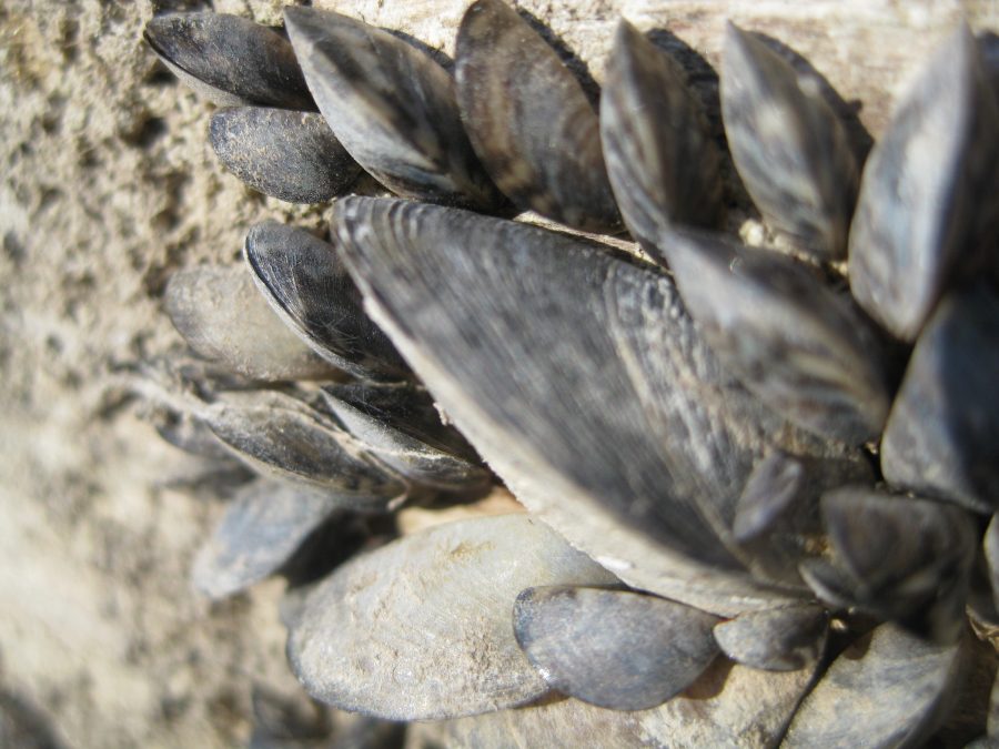 Lake Superior Zebra Mussels: “A big disappointing surprise” | Great