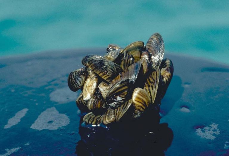 Zebra mussel cluster. Photo taken by D. Jude, Univ. of Michigan