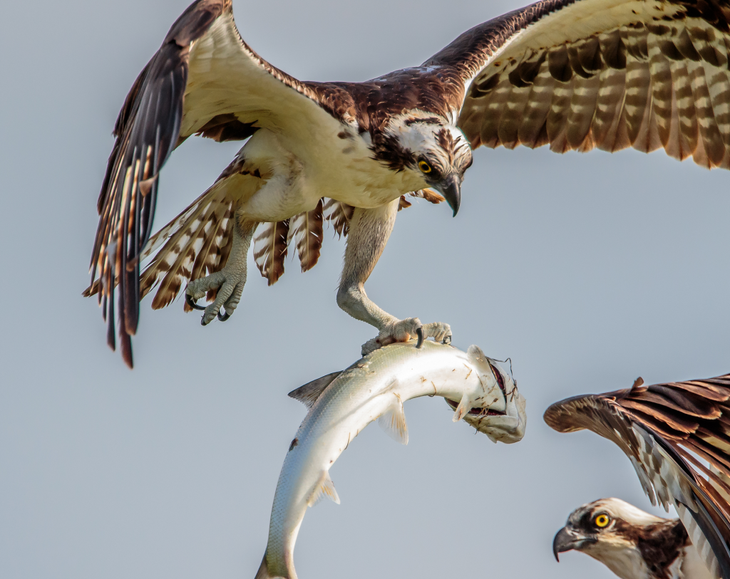 Ospreys (Fish Hawks) are Nesting Now