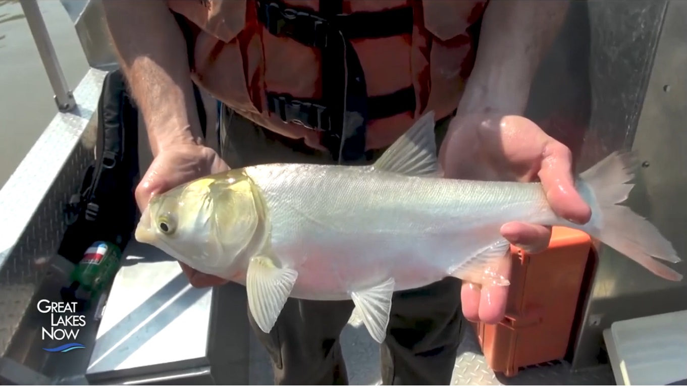 Study: Asian carp could find plenty of food in Lake Michigan