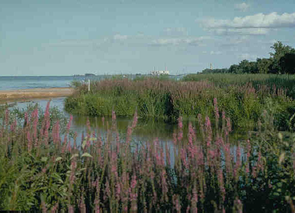 Purple loosestrife. Invasive plant. Photo by NOAA Great Lakes Environmental Research Laboratory Follow