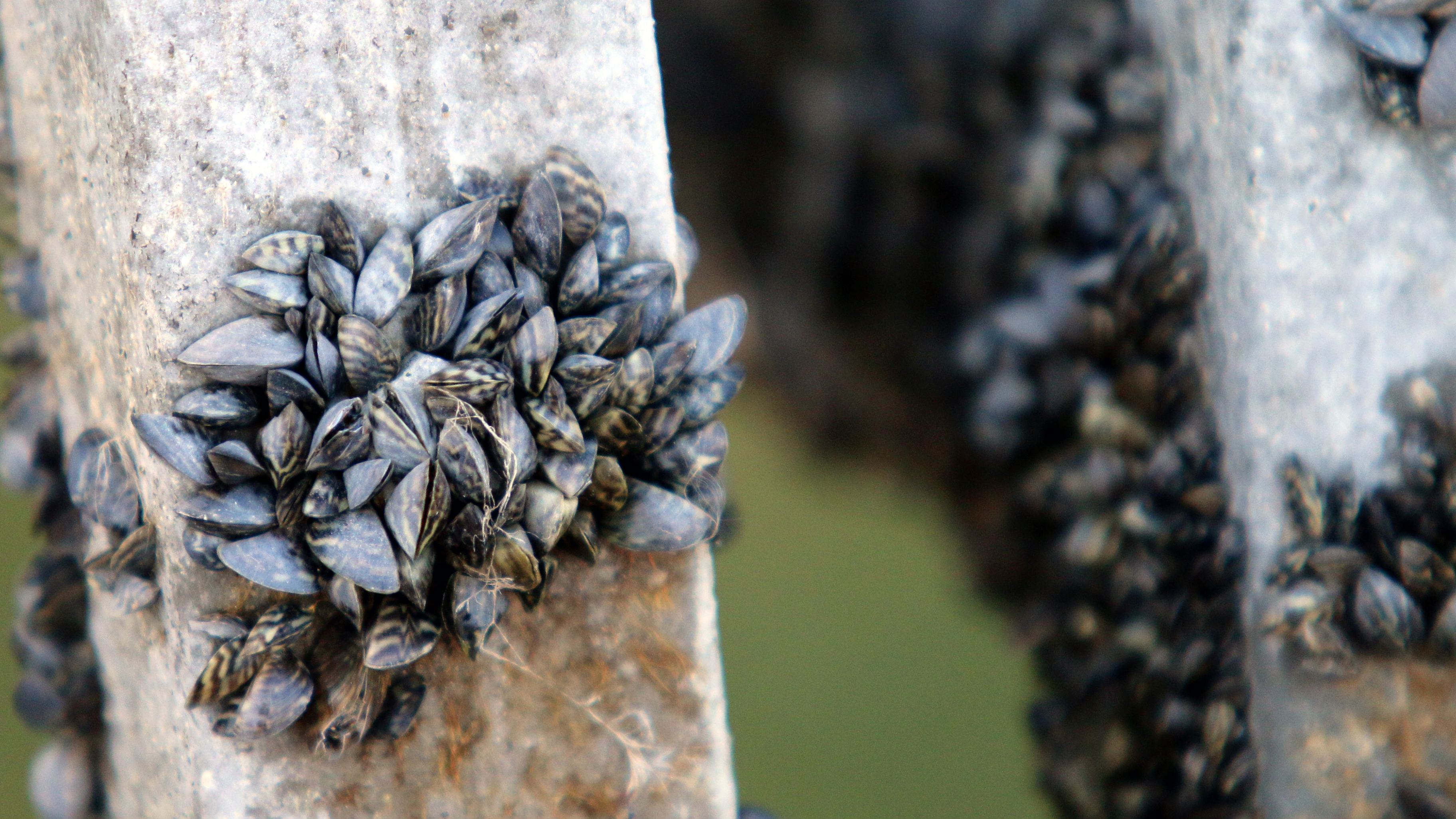 Zebra Mussels A Guide To The Good And The Bad Of These Great