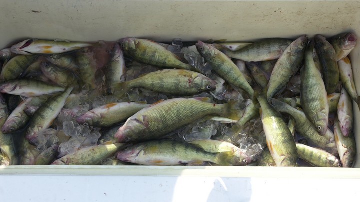 Yellow Perch Emerald Shiners Diet Change Might Have Led To Drop