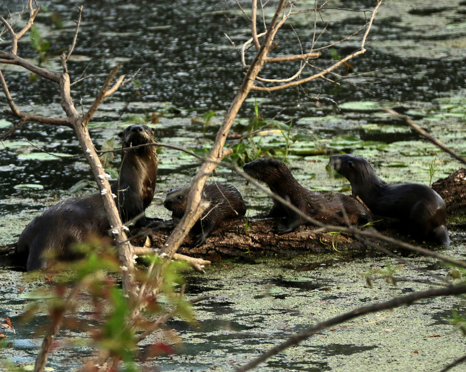 giant otter maps