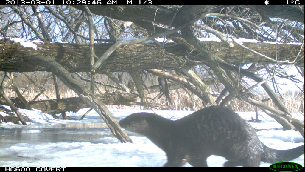 Great Lakes Moment River otters return to western Lake Erie Great