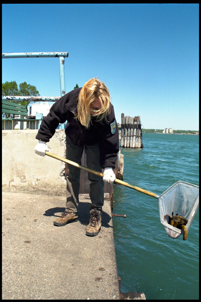 Complete Eradication: Researchers look at removing sea lamprey from the