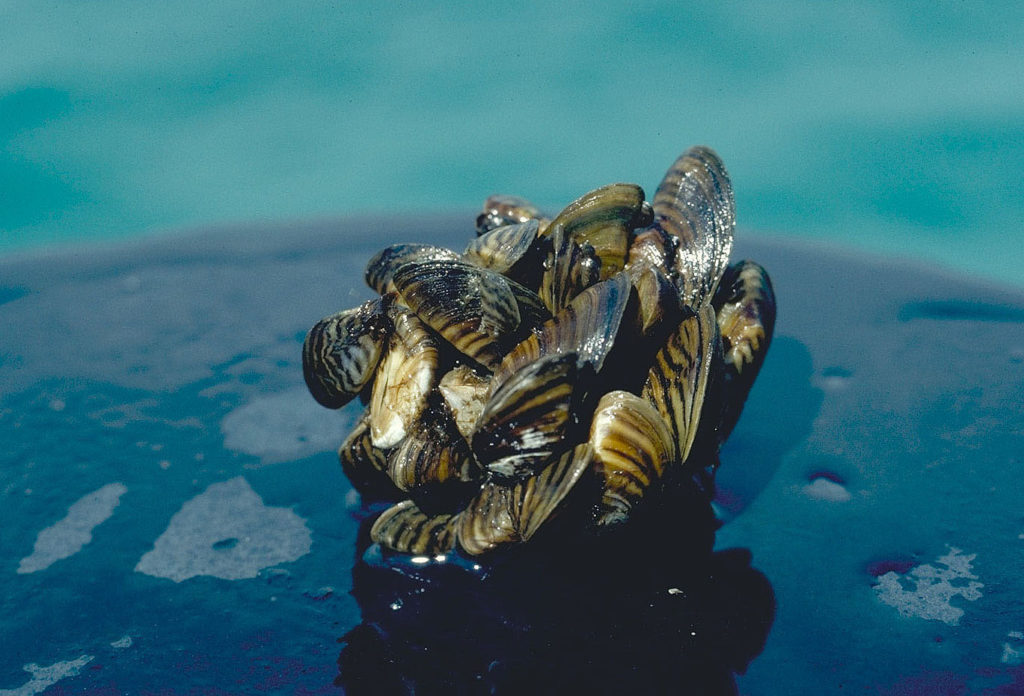 MusselPhosphorus Puzzle Invasive mussels are reshaping the chemistry of the Great Lakes