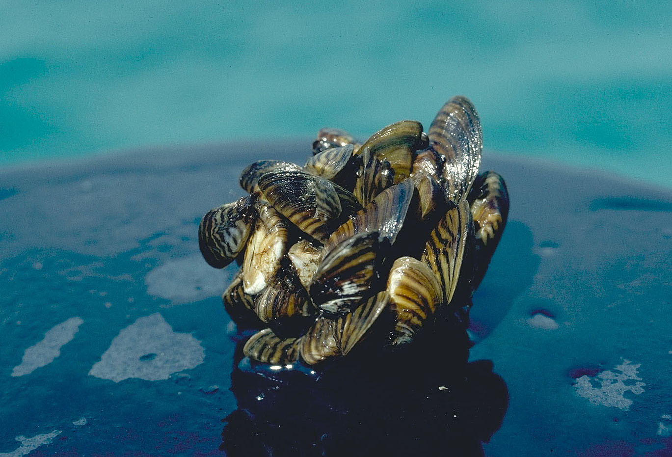 Mussel-Phosphorus Puzzle: Invasive mussels are reshaping the chemistry of the Great Lakes – Great Lakes Now - Great Lakes Now