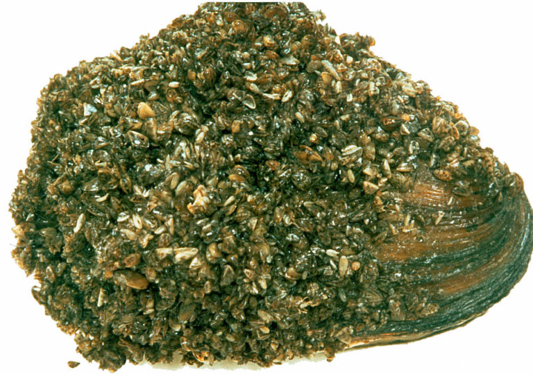 Native Great Lakes unionid mussel encrusted with zebra mussels.GLERL, 1996. Great Lakes Now