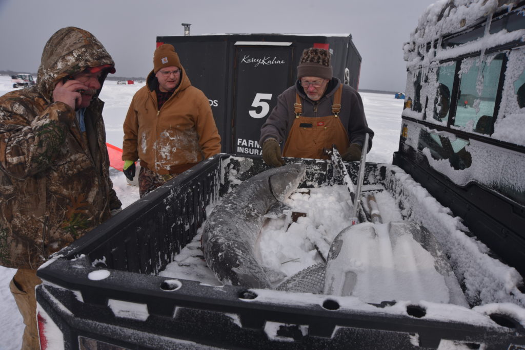 Short Season: Sturgeon spearing plays big role in conservation