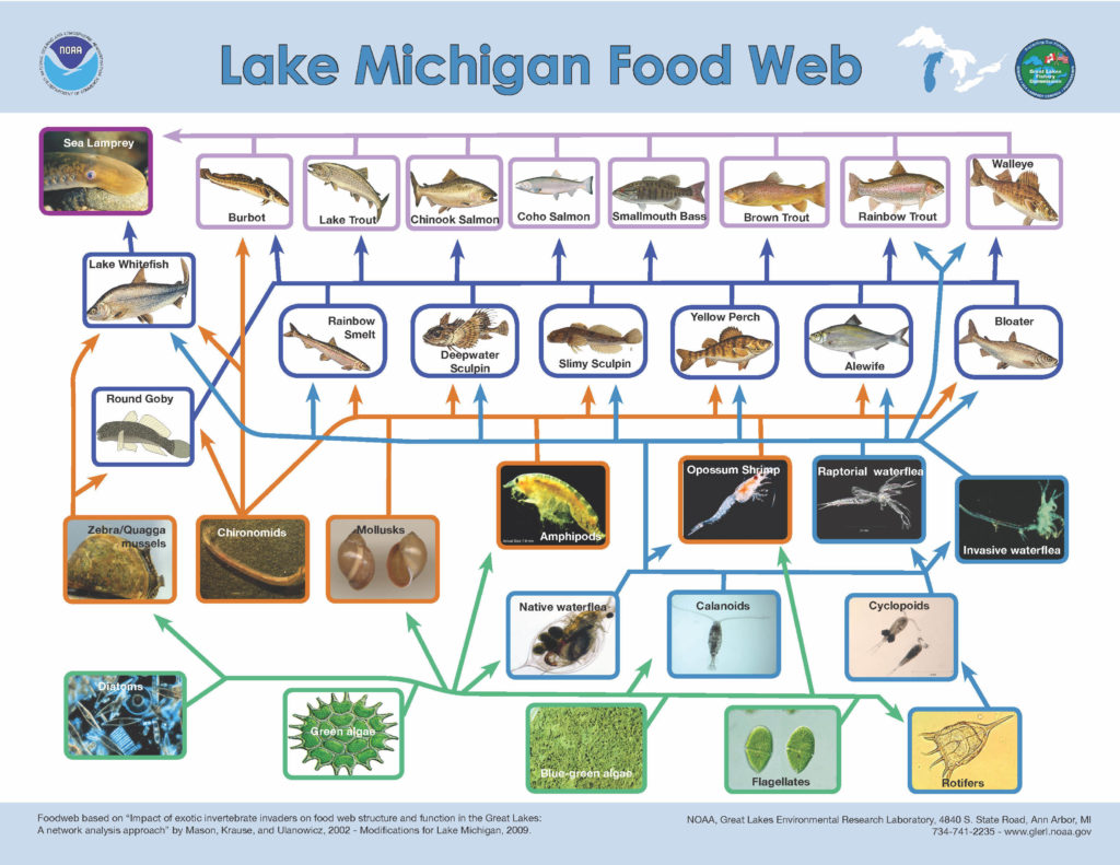 Scientists Concerned About the Bottom of the Food Web in the Great ...