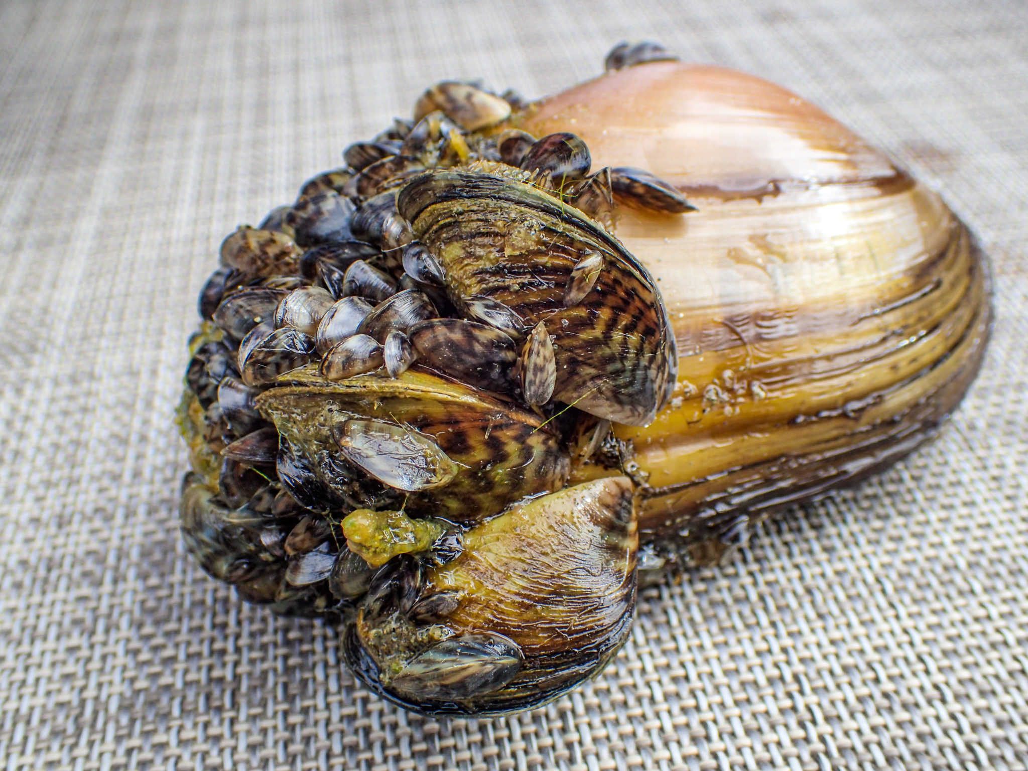 Invasive Tracking: Researchers Trying To Trace Zebra Mussel ...