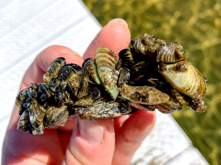 Invasive Tracking: Researchers trying to trace zebra mussel ...