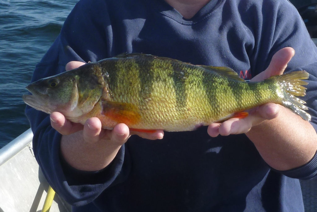 Low but Stable Yellow perch populations in Great Lakes’ bays and open