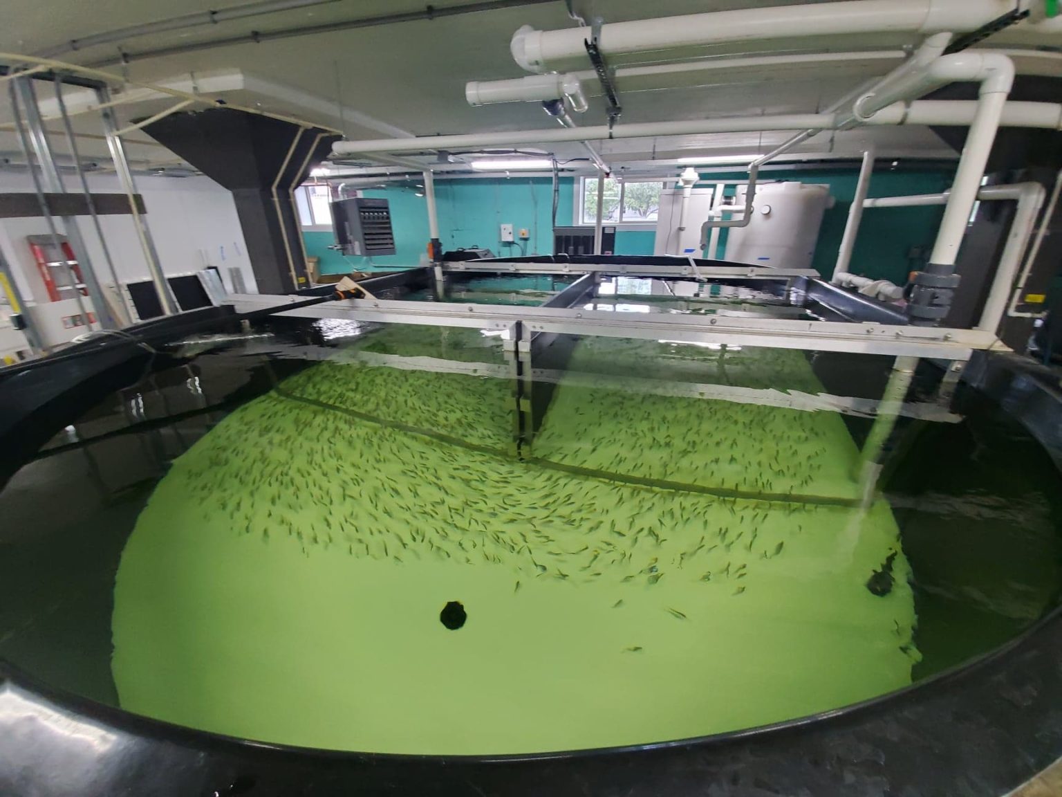 The Farmory: Is indoor fish farming a viable way of tackling declining ...