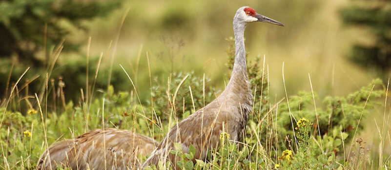 Proposed eastern sandhill cranes hunt in breeding states stirs
