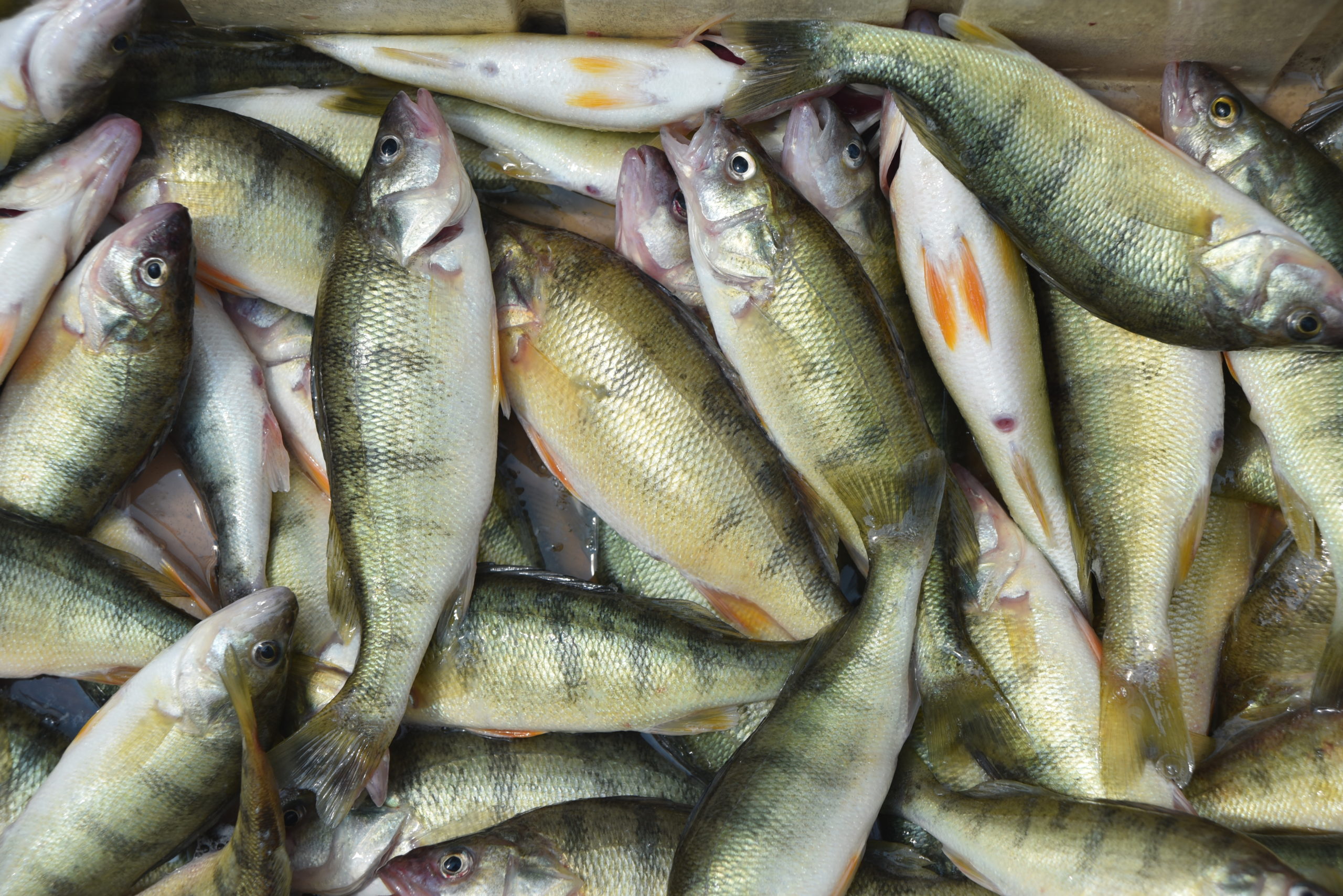 Best Time To Catch Lake Erie Walleye & Perch