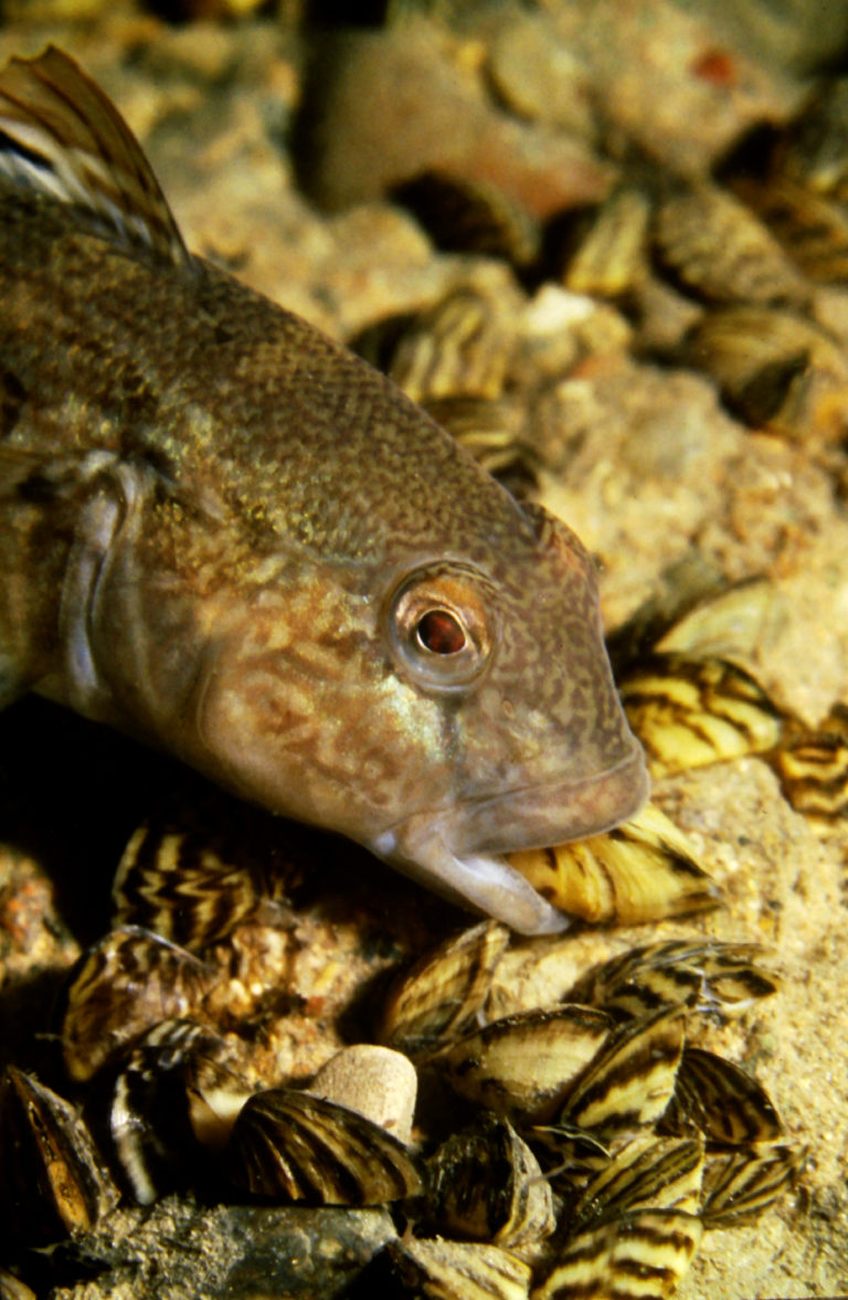 I Speak for the Fish: How the round goby changed the Great Lakes, twice ...