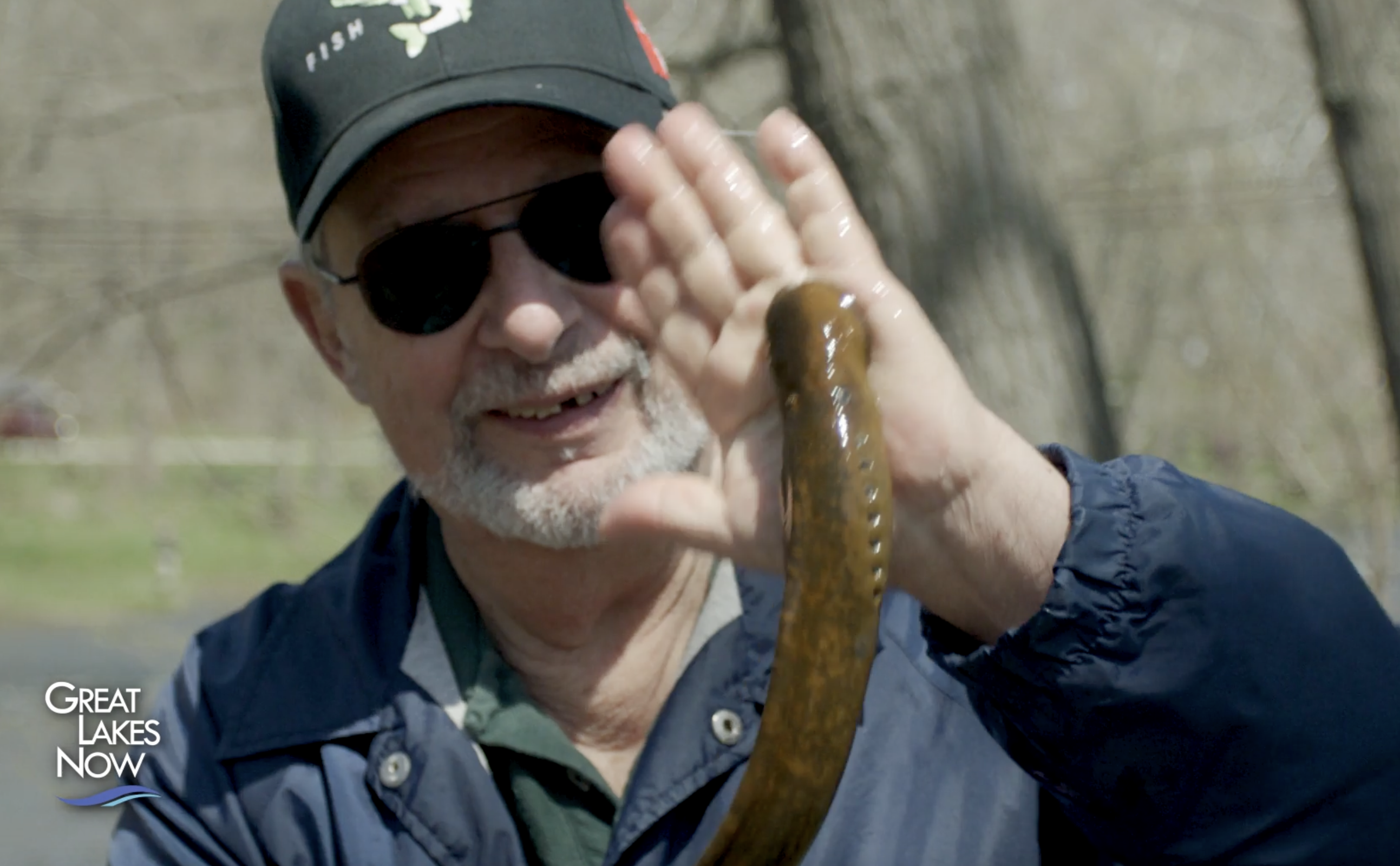 Lamprey attached to man's hand