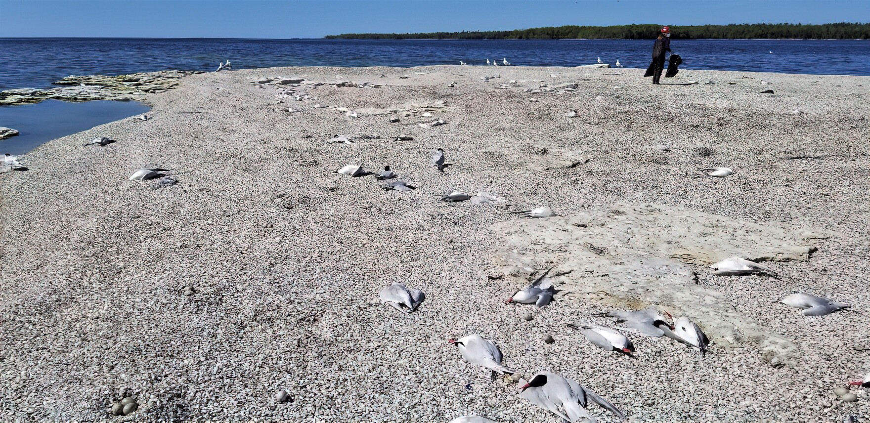 Do Flying Fish Actually Fly?  A Moment of Science - Indiana