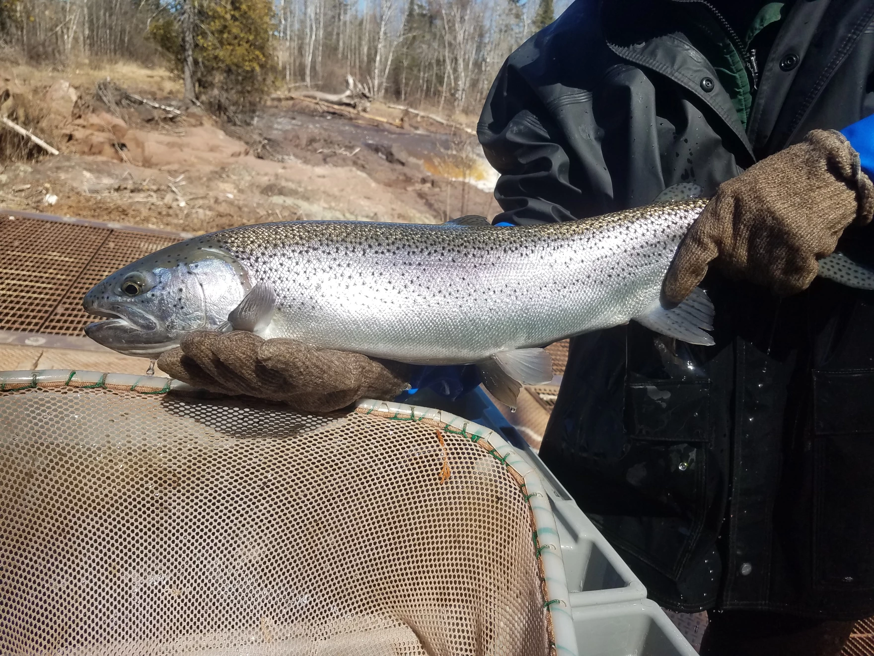 Concerns about Michigan steelhead populations prompt new catch limits