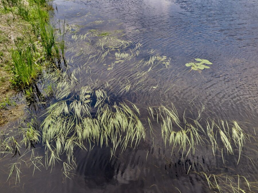 Living Water: Northern Indigenous Communities’ Use And Perceptions Of 