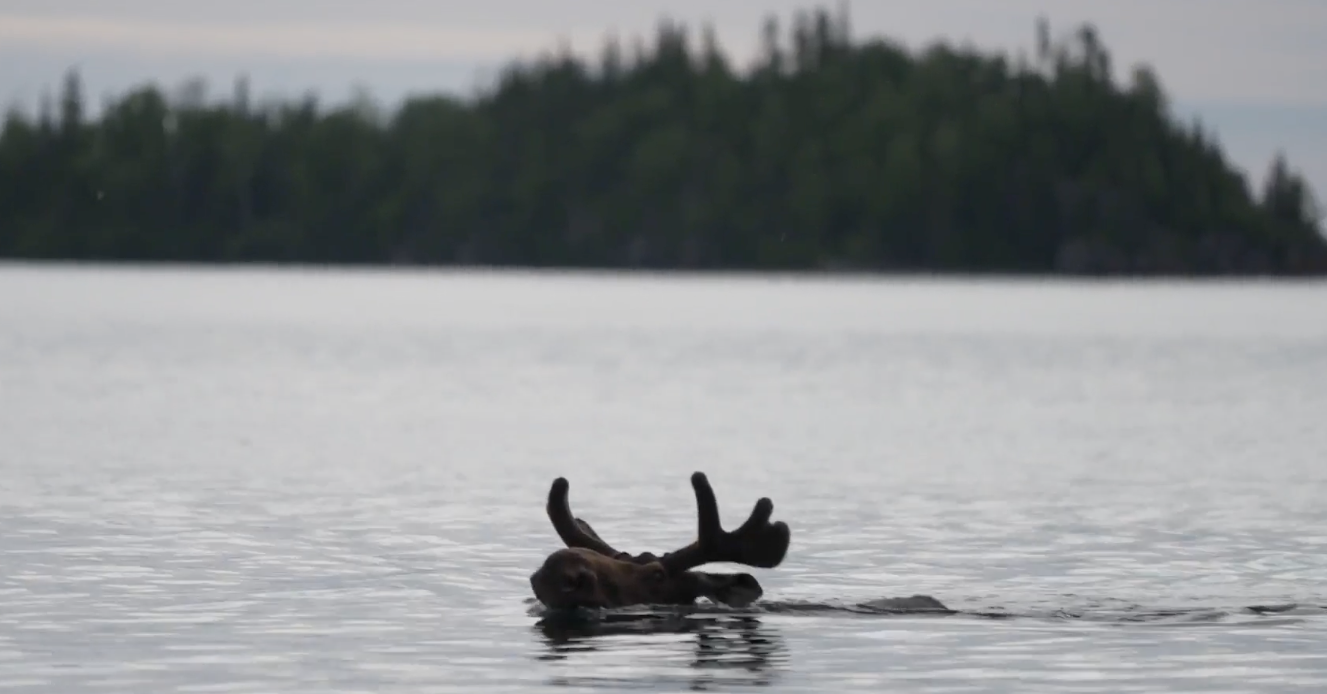 Mountain Lake PBS Documentaries, Forever Wild