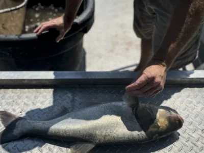 Illinois wants to protect the Great Lakes from invasive carp. A toxic mess stands in the way.